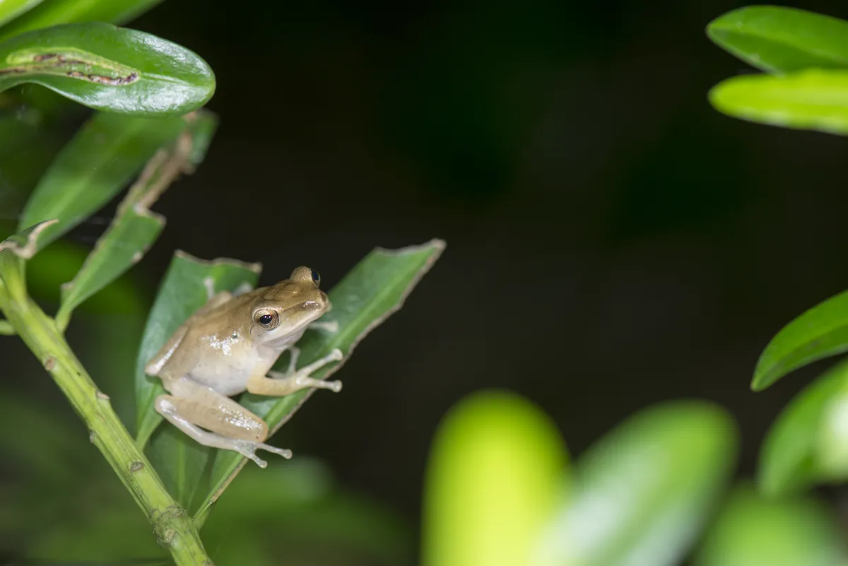Rana Arbórea de Labios Blancos