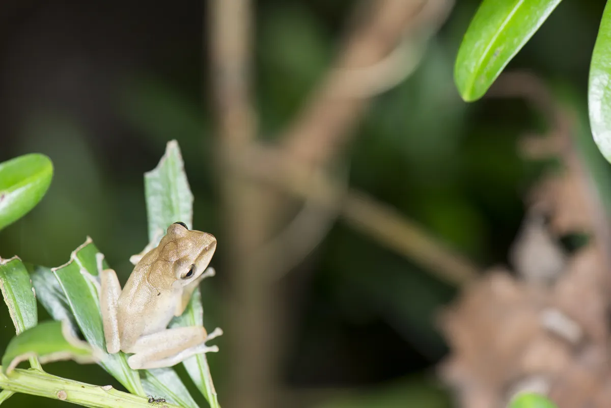 Rana Arbórea de Labios Blancos