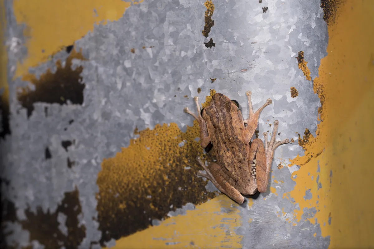 Rana Arbórea de Labios Blancos