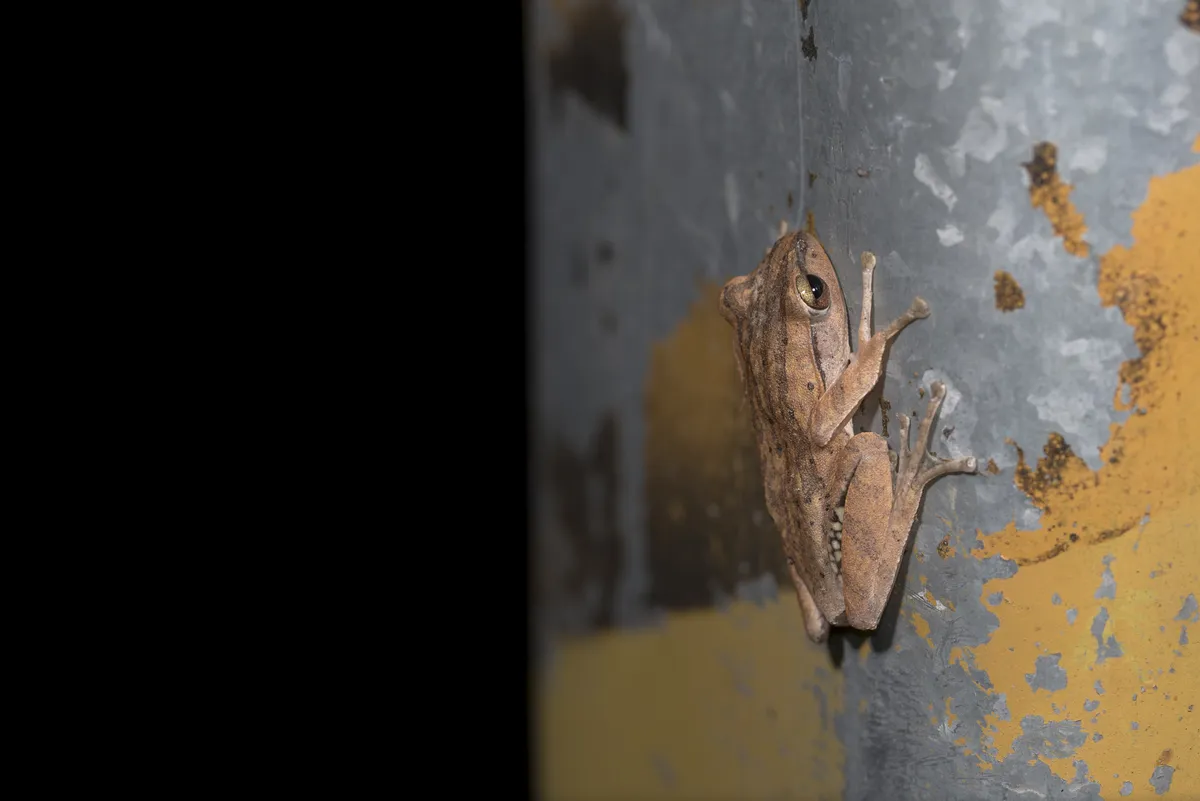 Rana Arbórea de Labios Blancos