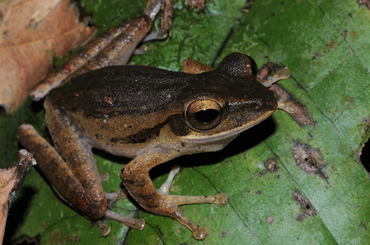 Polypedates leucomystax