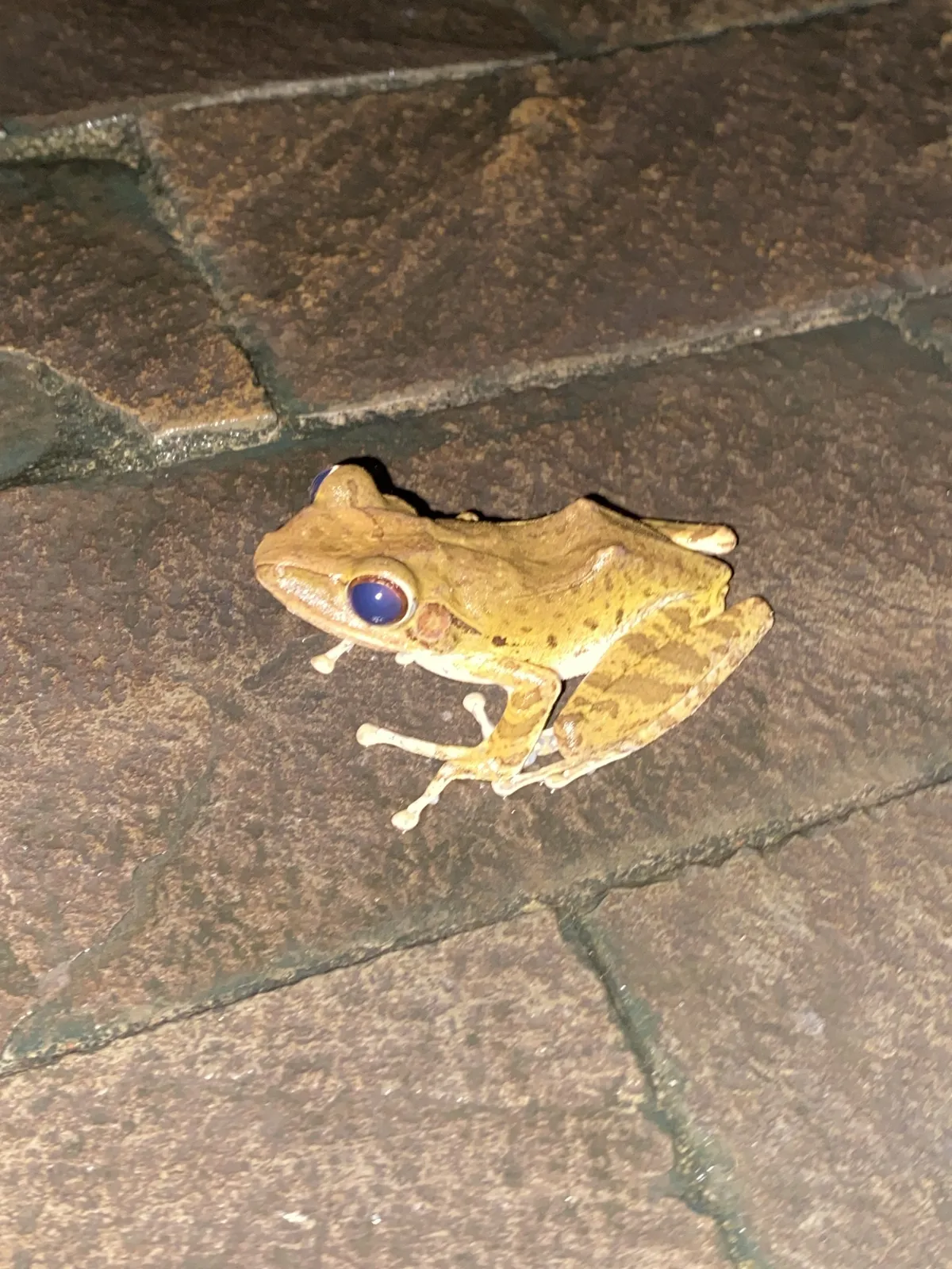 Common Tree Frog/Four-lined Tree Frog