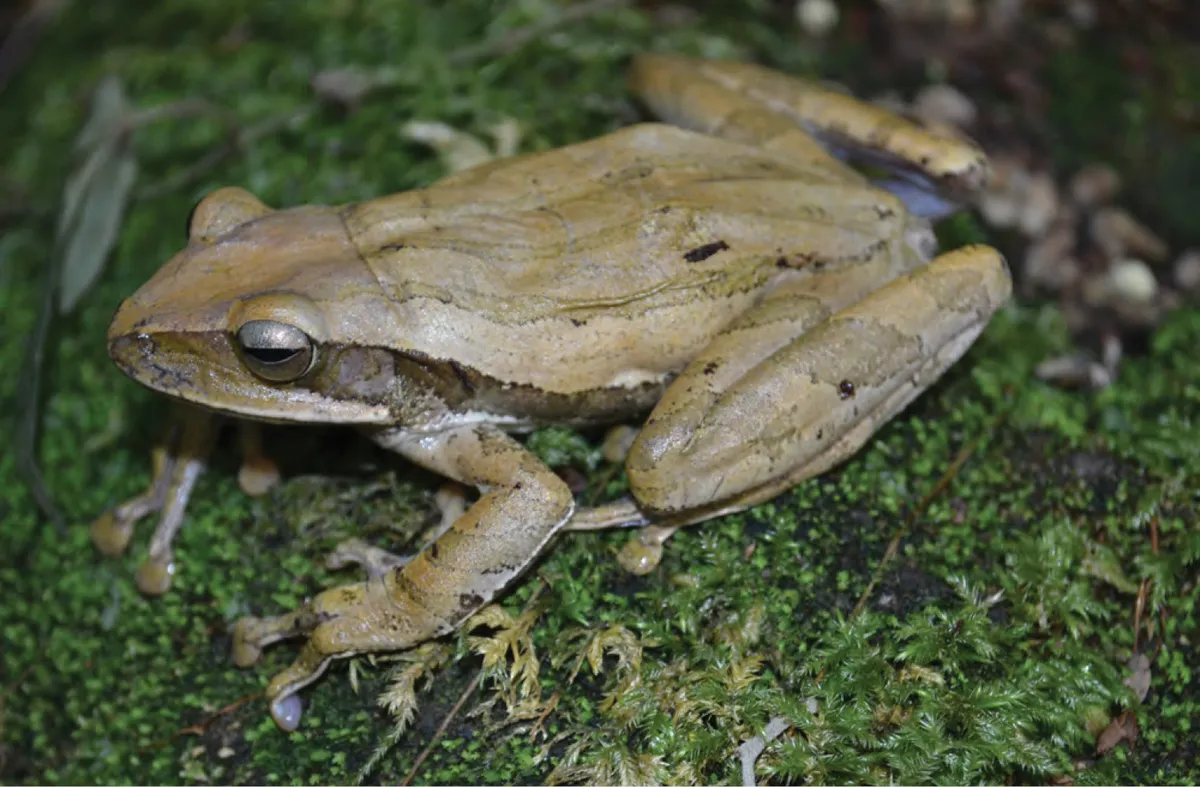 Common Tree Frog/Four-lined Tree Frog