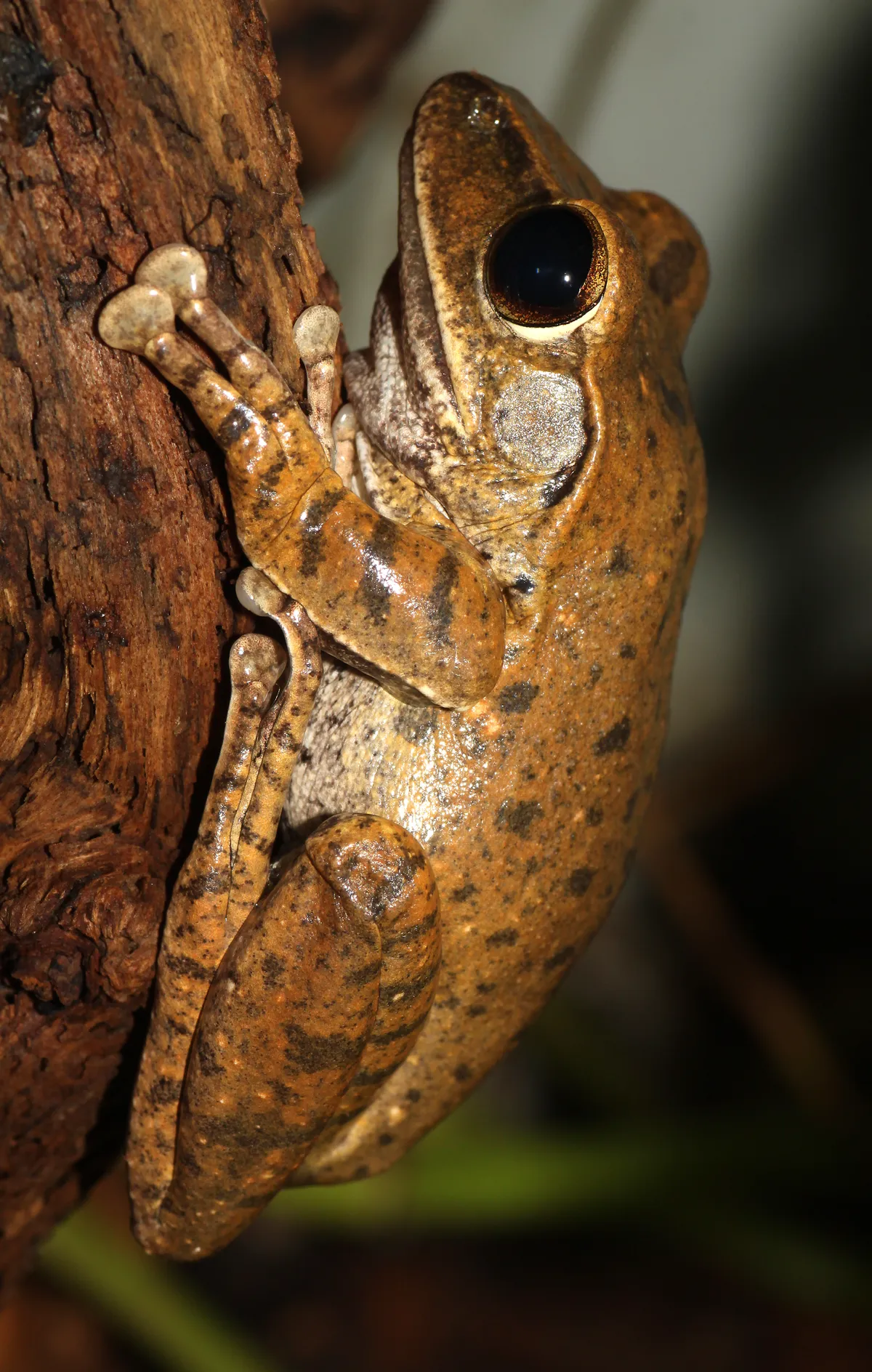 Common Tree Frog/Four-lined Tree Frog