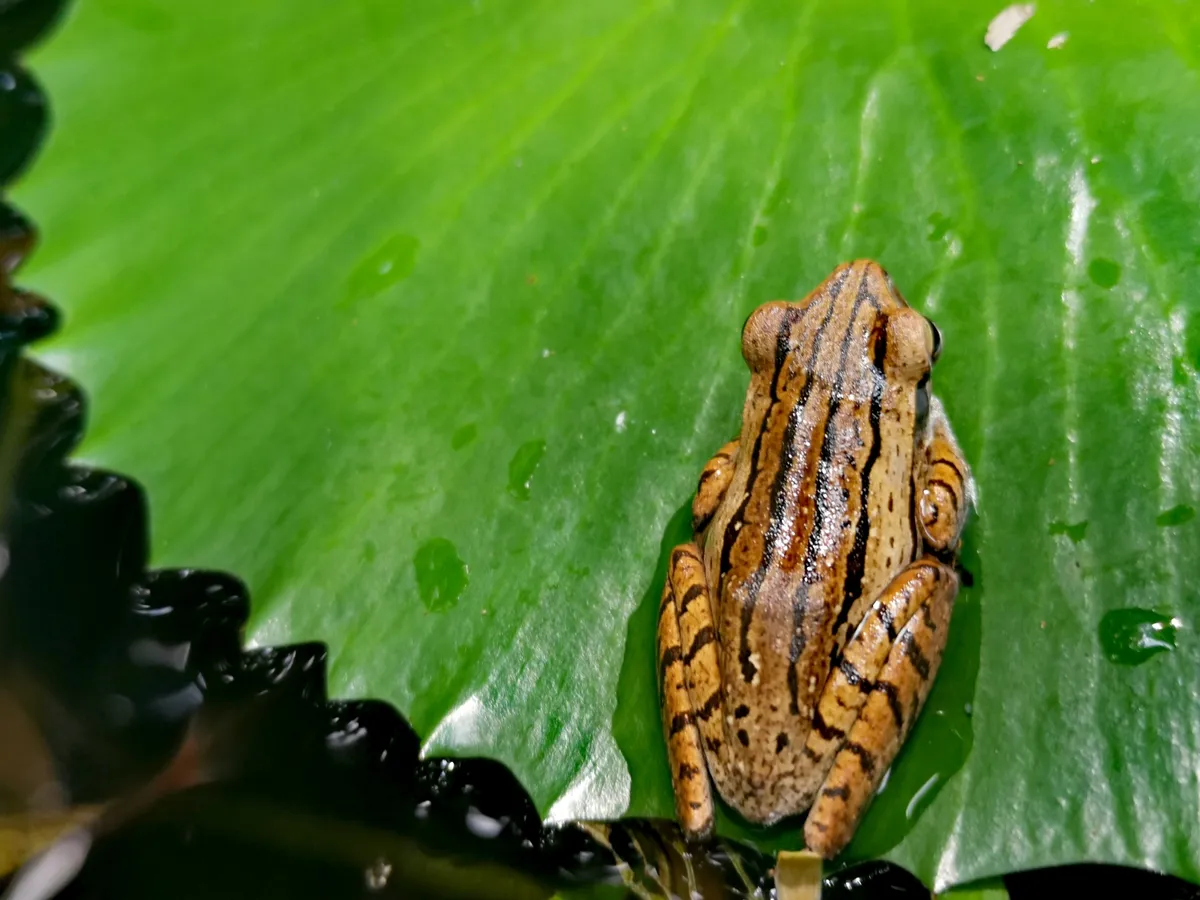 Common Tree Frog/Four-lined Tree Frog
