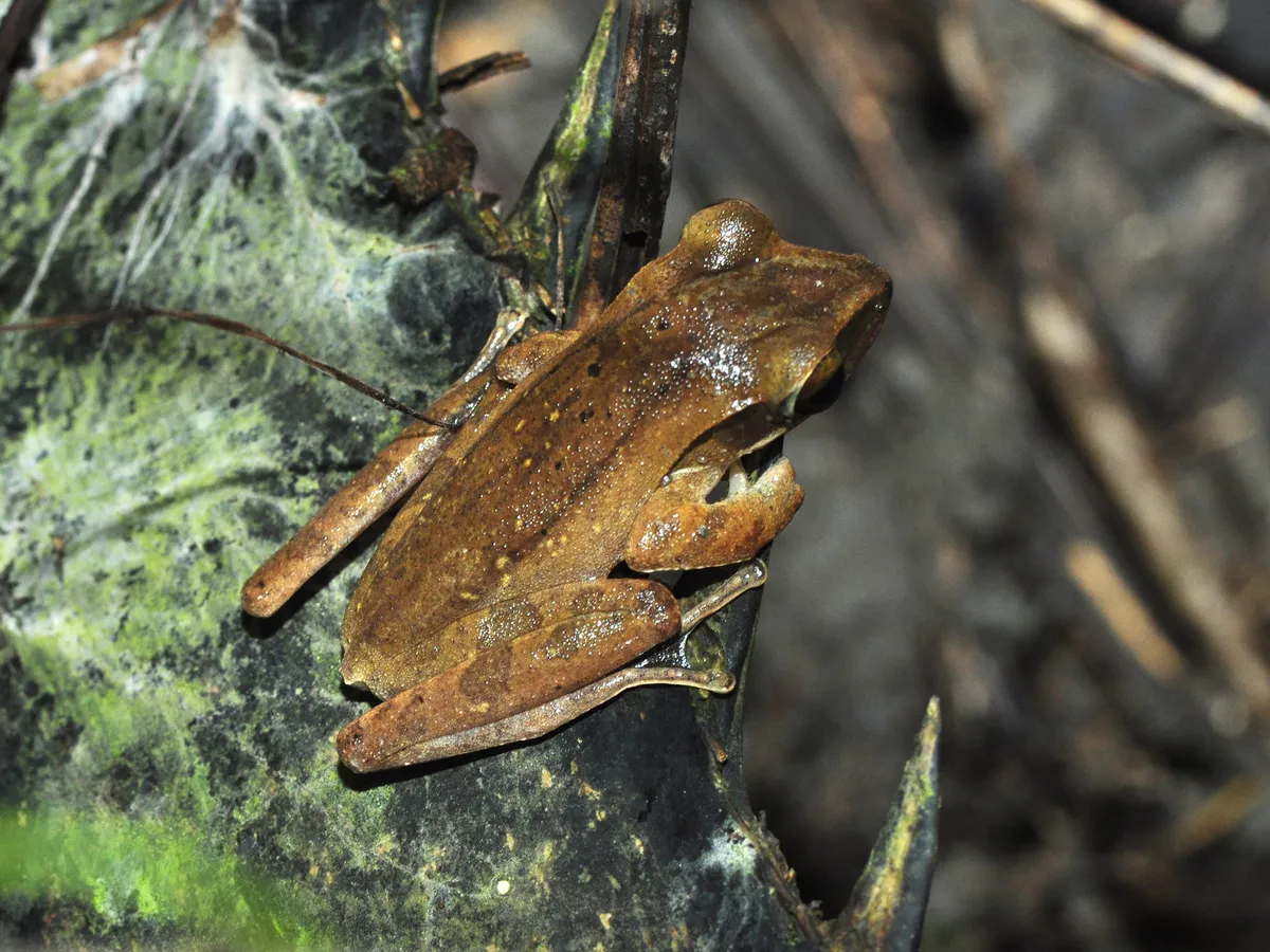 Common Tree Frog/Four-lined Tree Frog