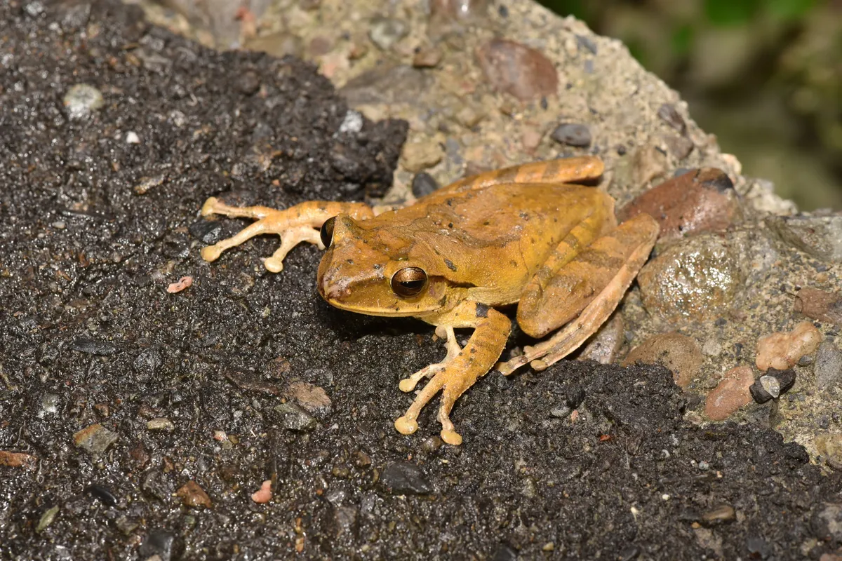 Rana Azotadora de Hong Kong