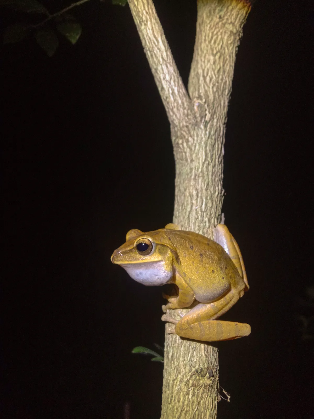 Rana Azotadora de Hong Kong