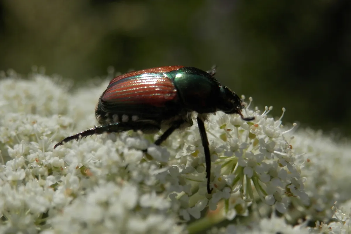 Japanese beetle