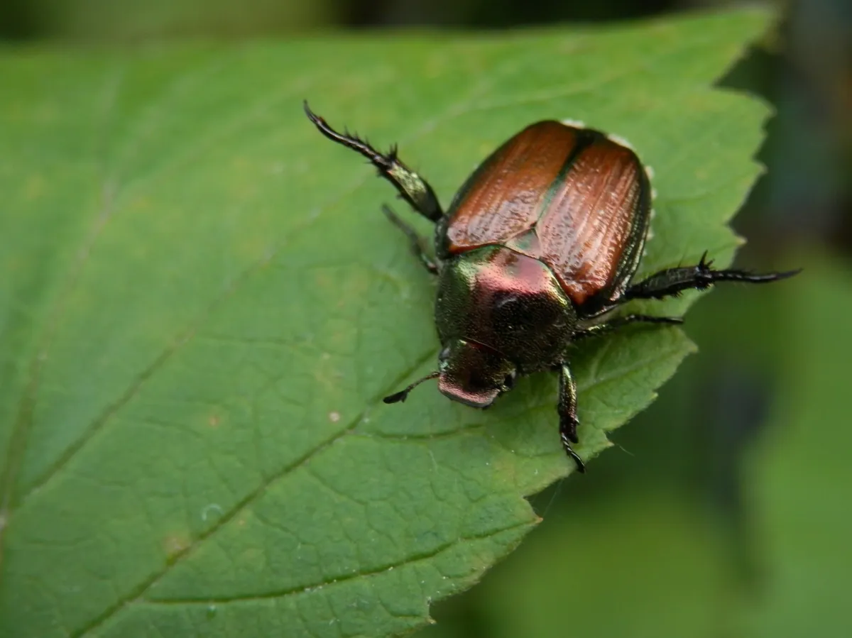 Japanese beetle