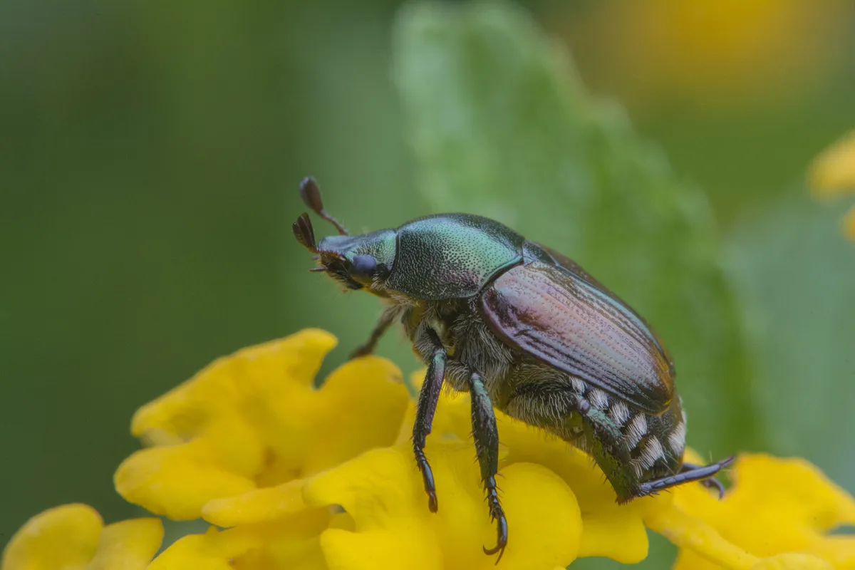 Japanese beetle