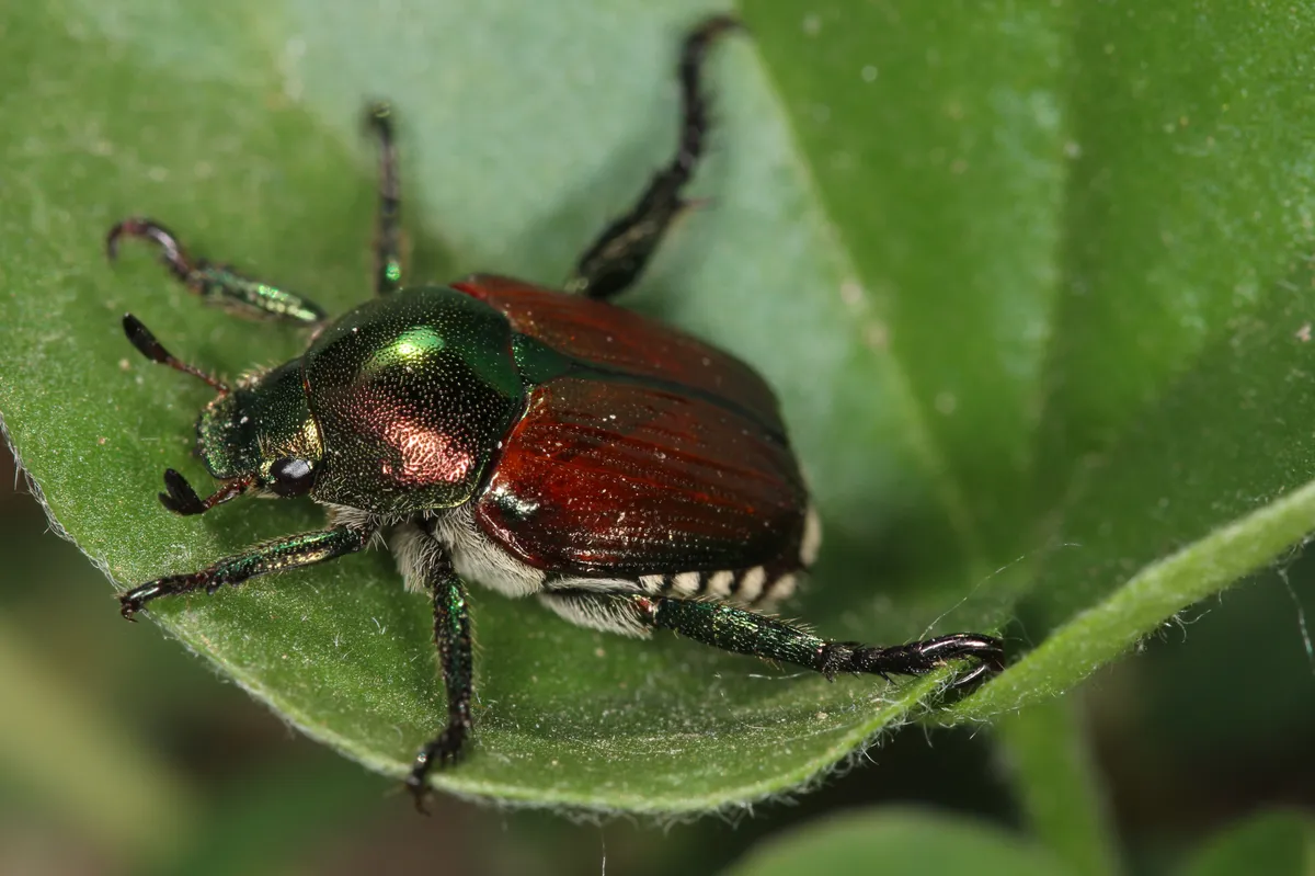 Japanese beetle