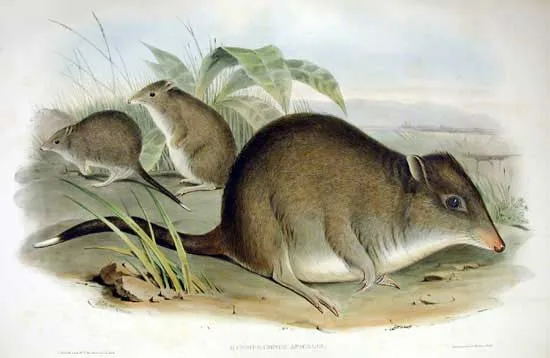 Long-nosed Potoroo