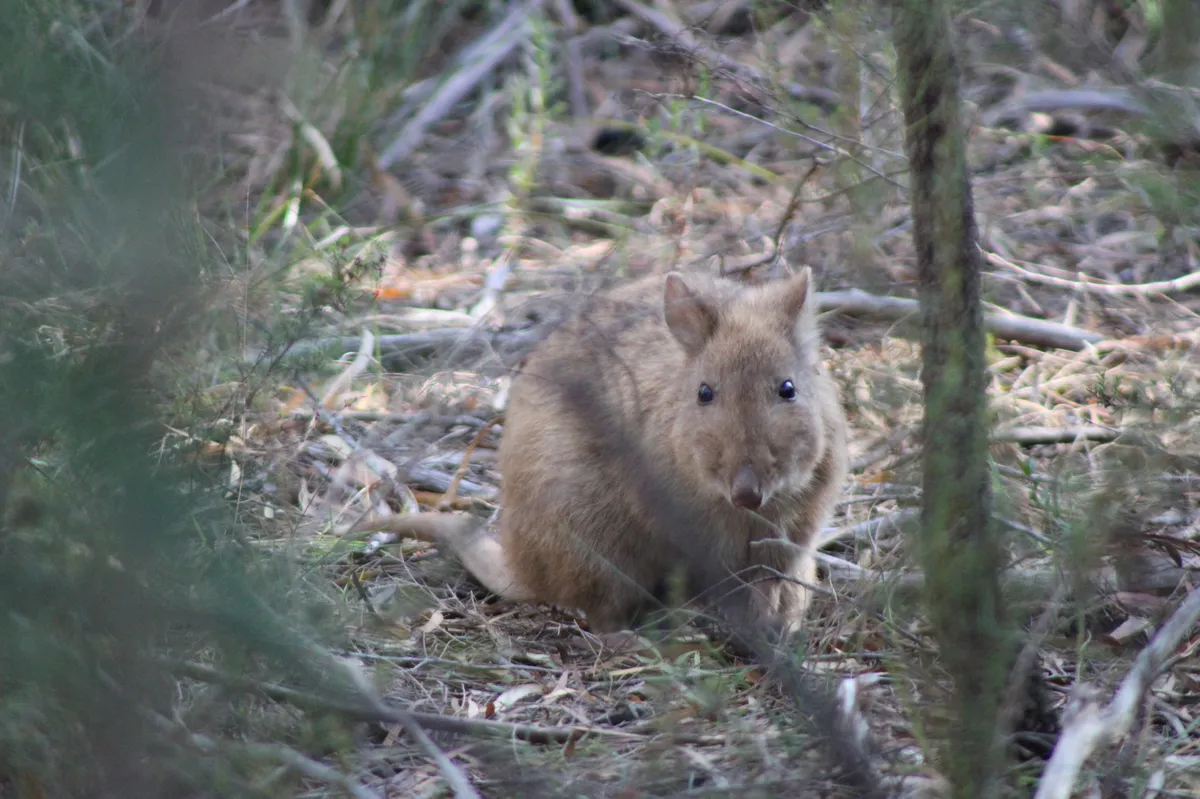 Long-nosed Potoroo