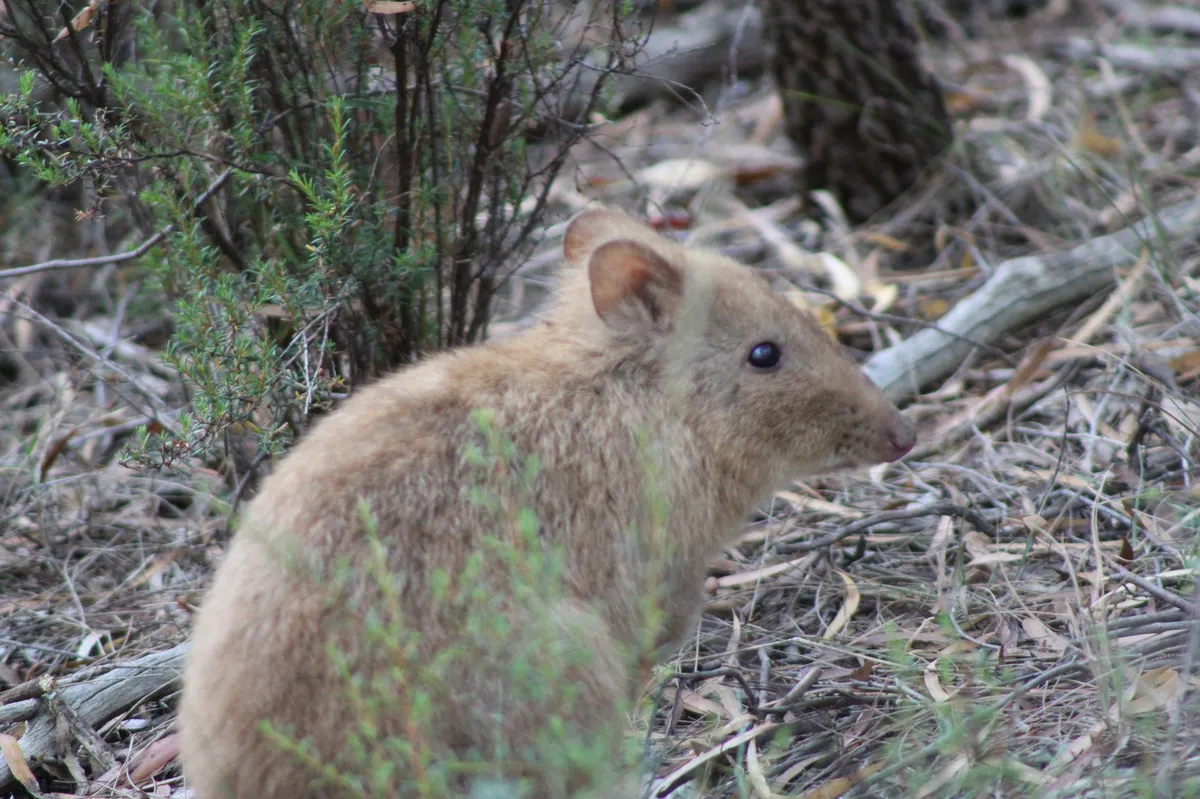 Long-nosed Potoroo