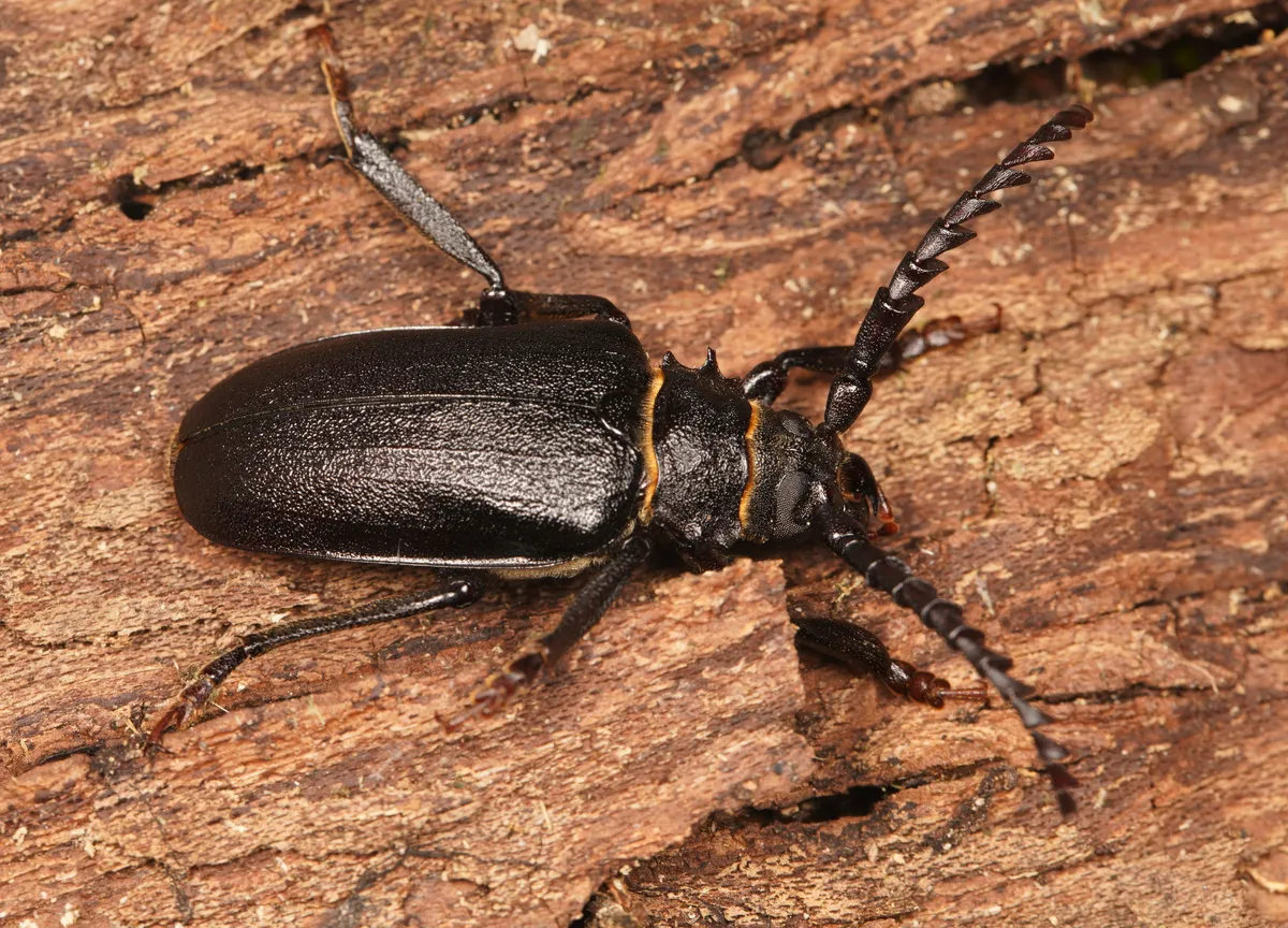Sawyer Beetle