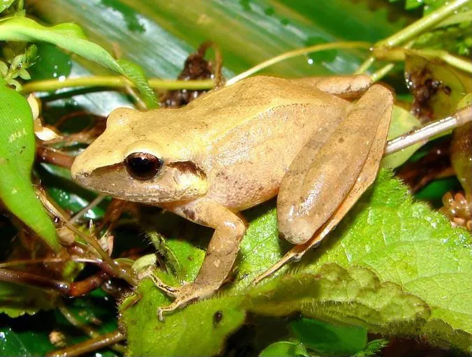 Cachabi Robber Frog