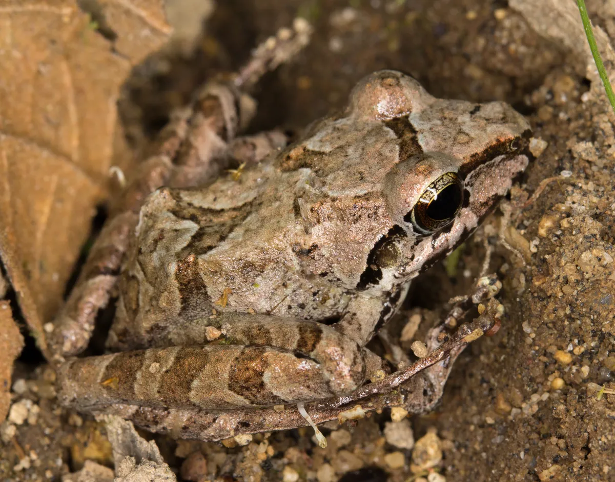 Cachabi Robber Frog
