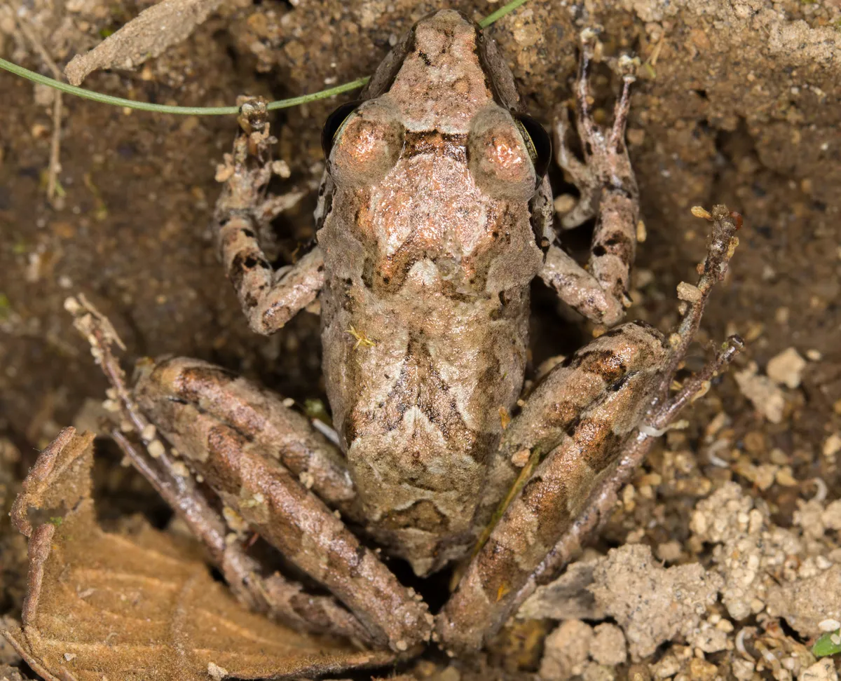 Cachabi Robber Frog