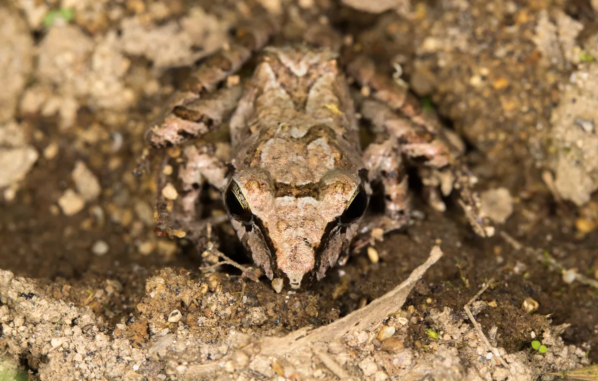 Cachabi Robber Frog