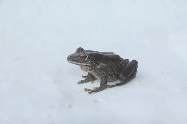 Rana Robadora W-nigrum