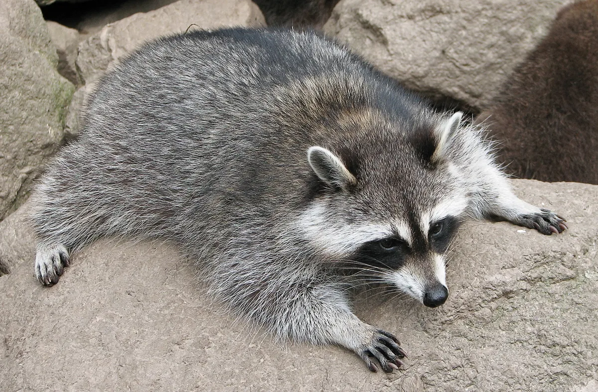 Raccoon