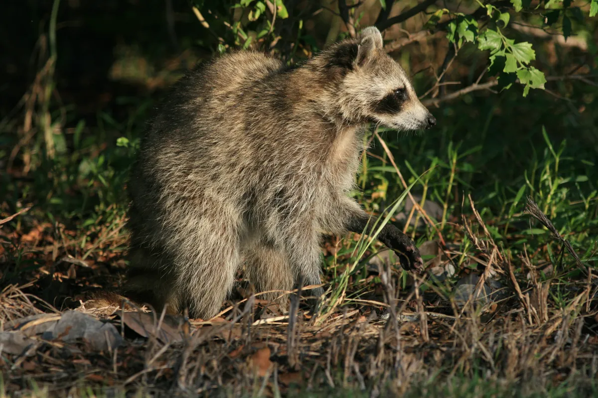Raccoon