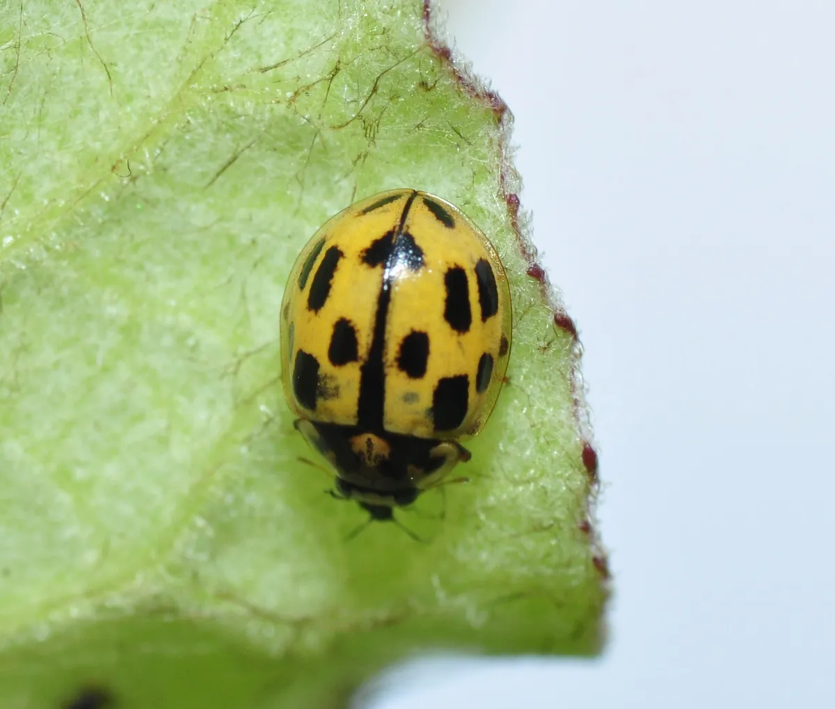 Propylaea quatuordecimpunctata