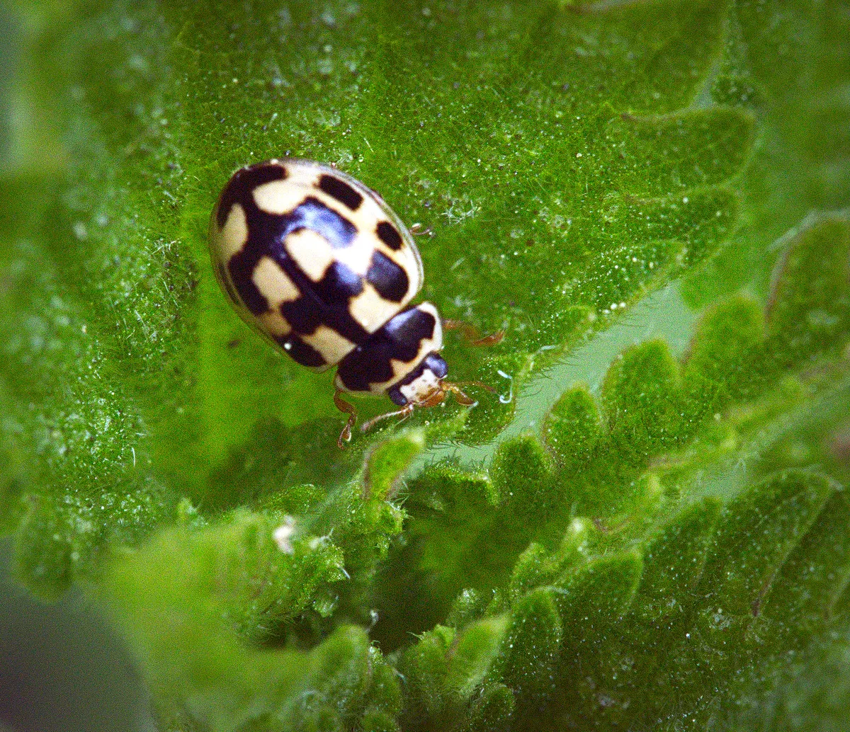 Mariquita de 14 puntos