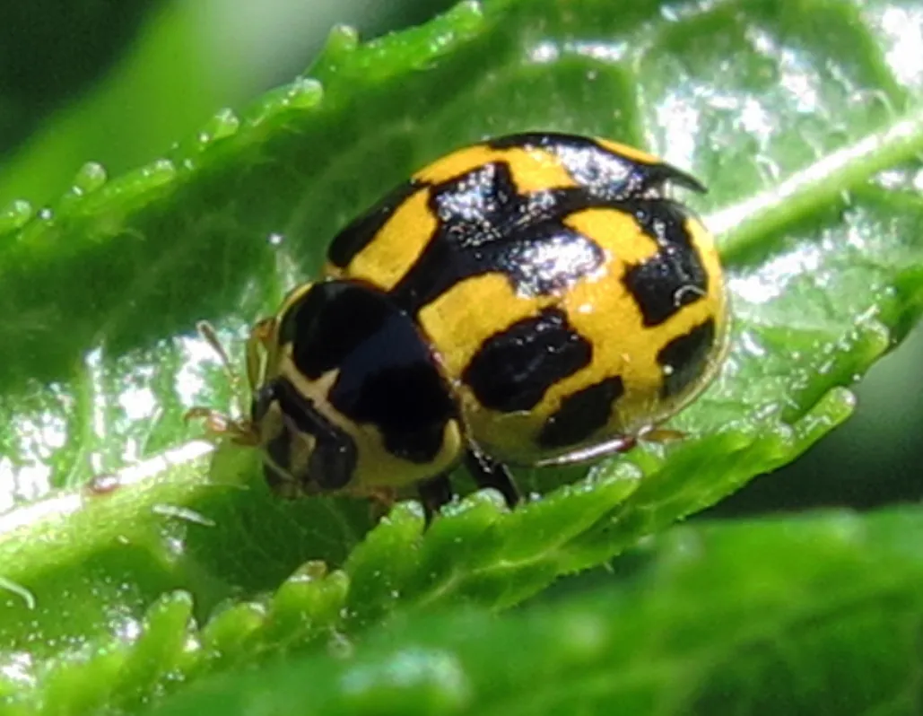 Mariquita de 14 puntos