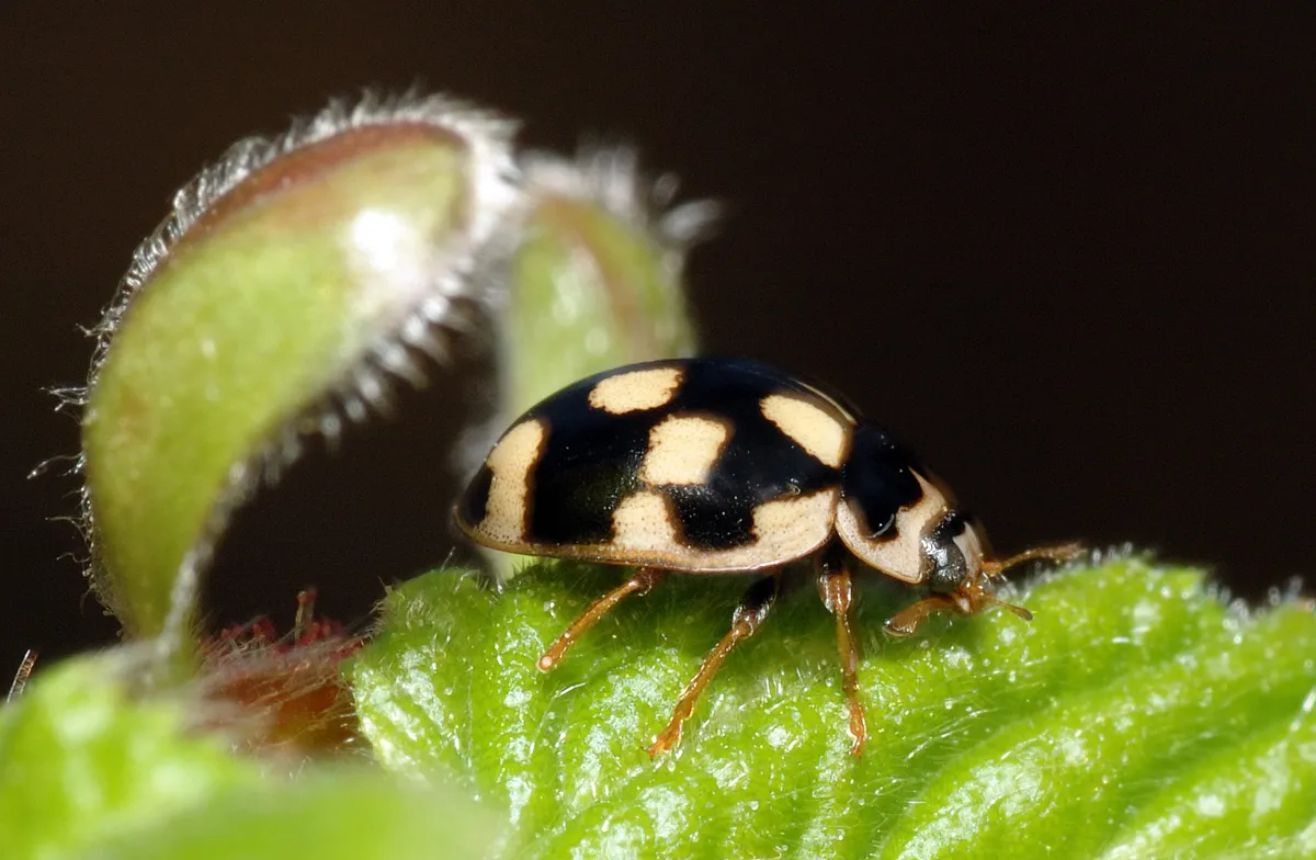 Mariquita de 14 puntos