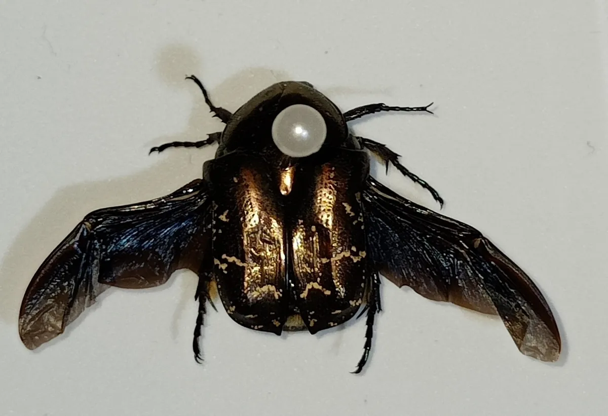 Copper Flower Chafer Beetle