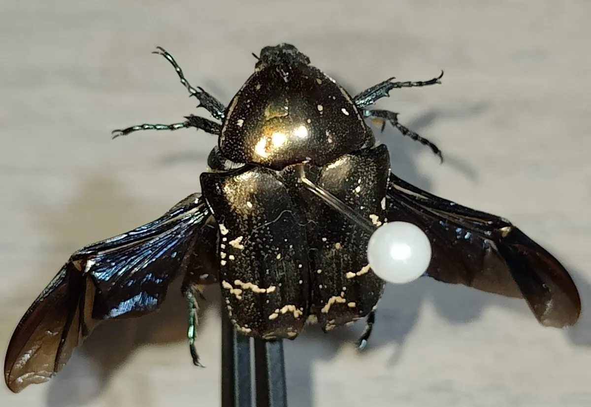 Copper Flower Chafer Beetle