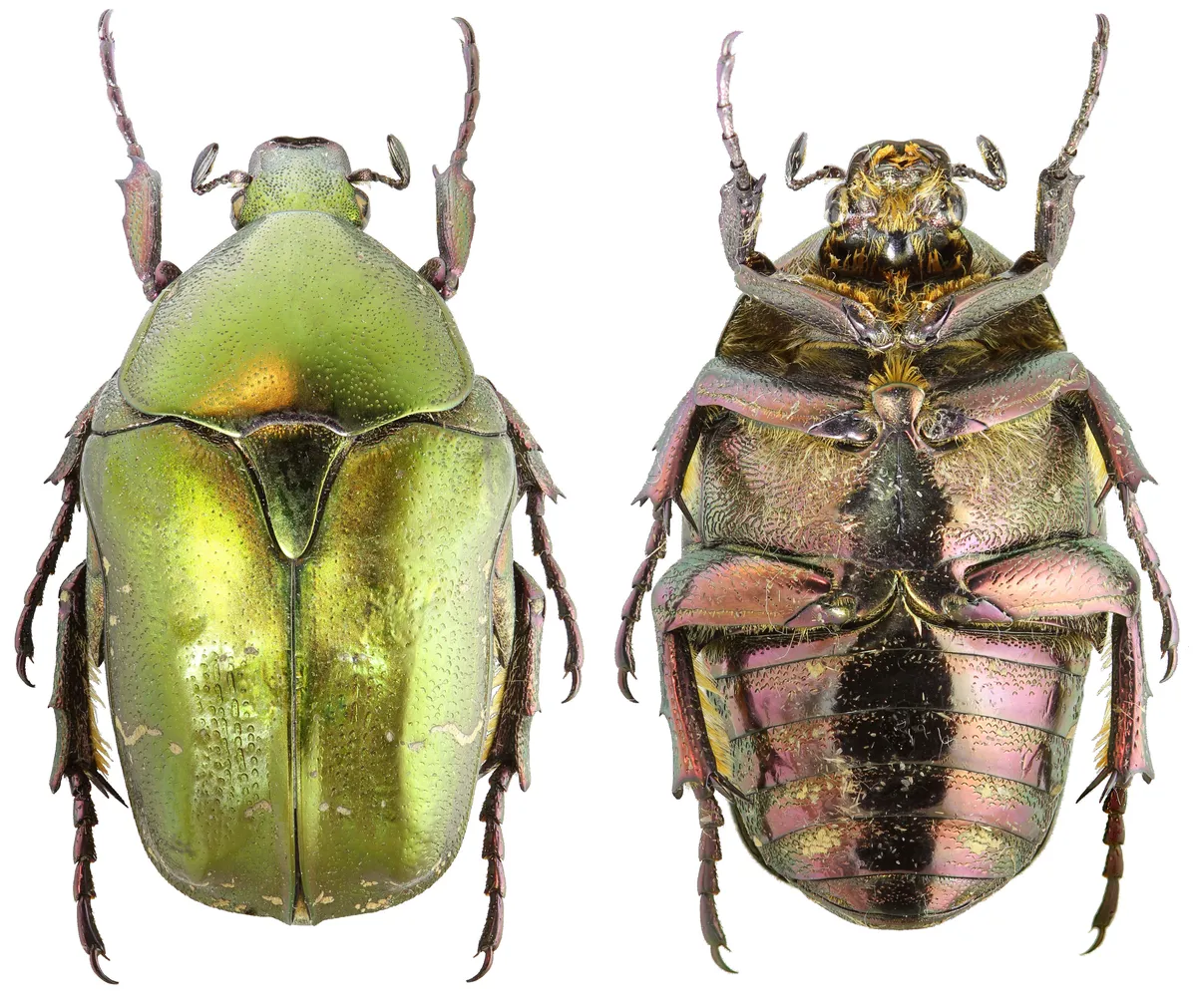 Copper Flower Chafer Beetle