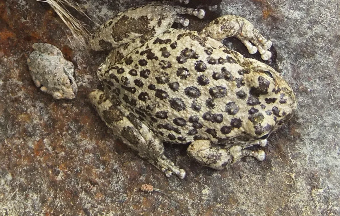 Rana Coro de California