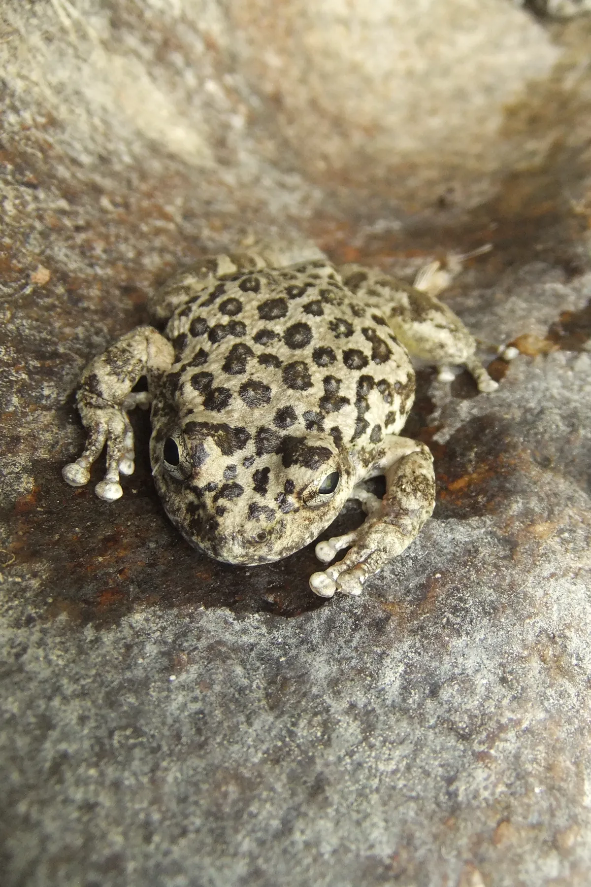 Rana Coro de California