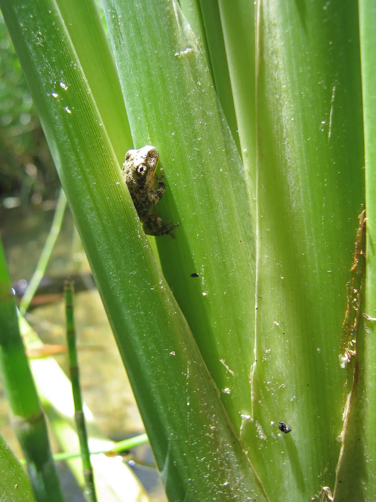 Rana Coro de California
