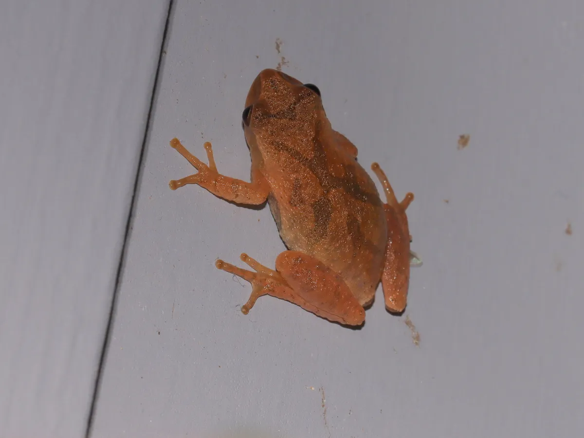 Ranita Peeper de Primavera