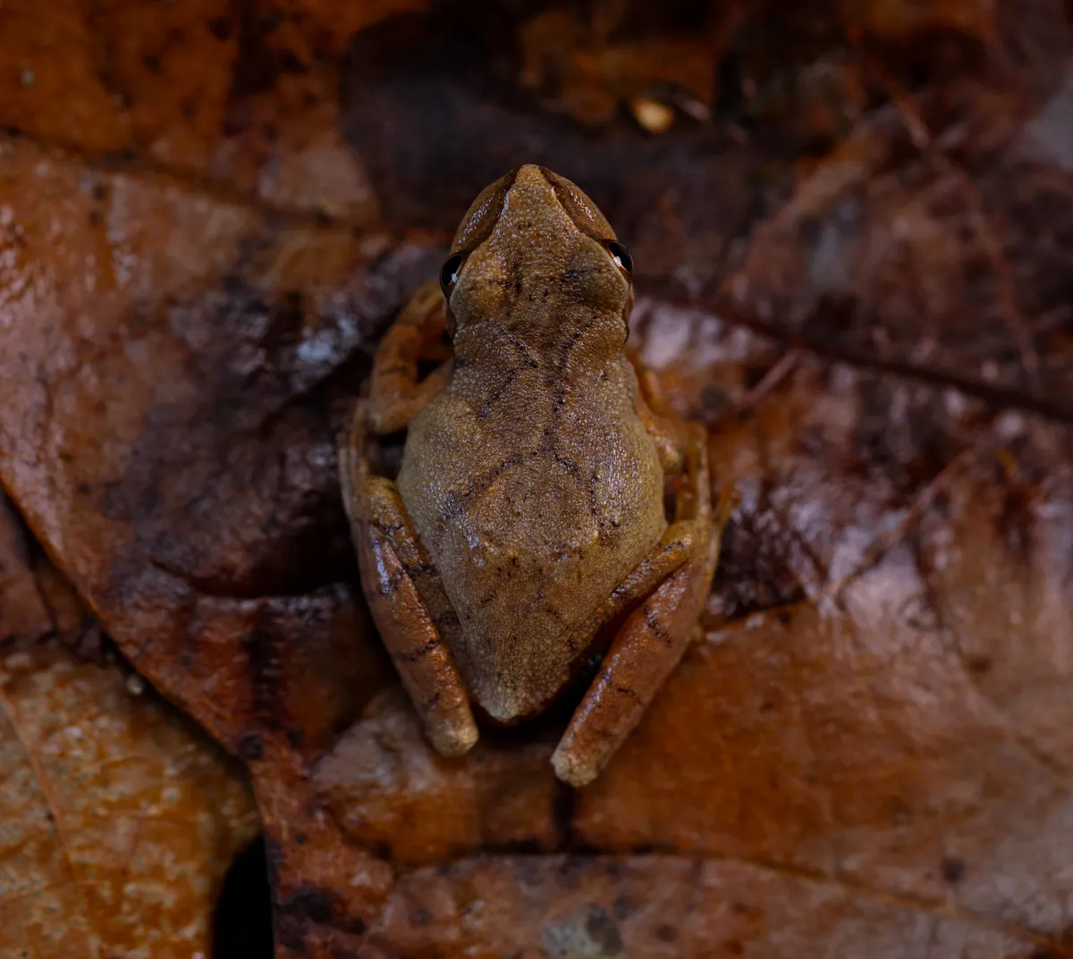 Ranita Peeper de Primavera