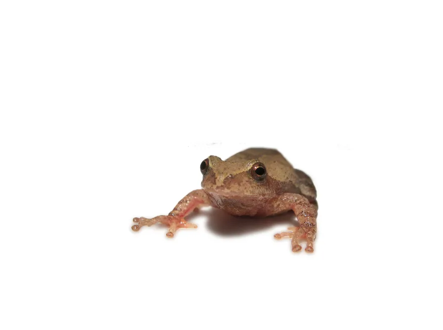 Ranita Peeper de Primavera