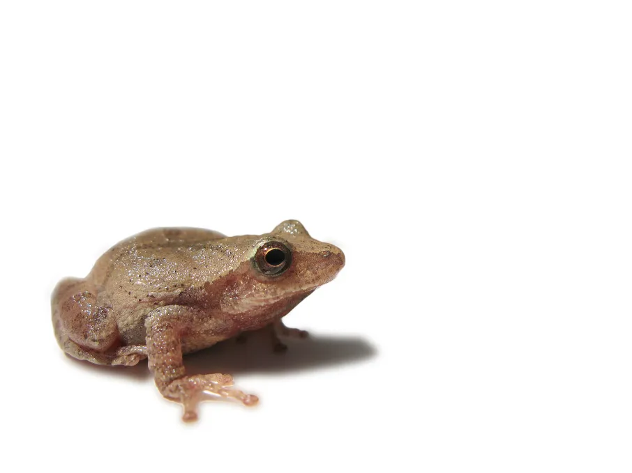 Ranita Peeper de Primavera