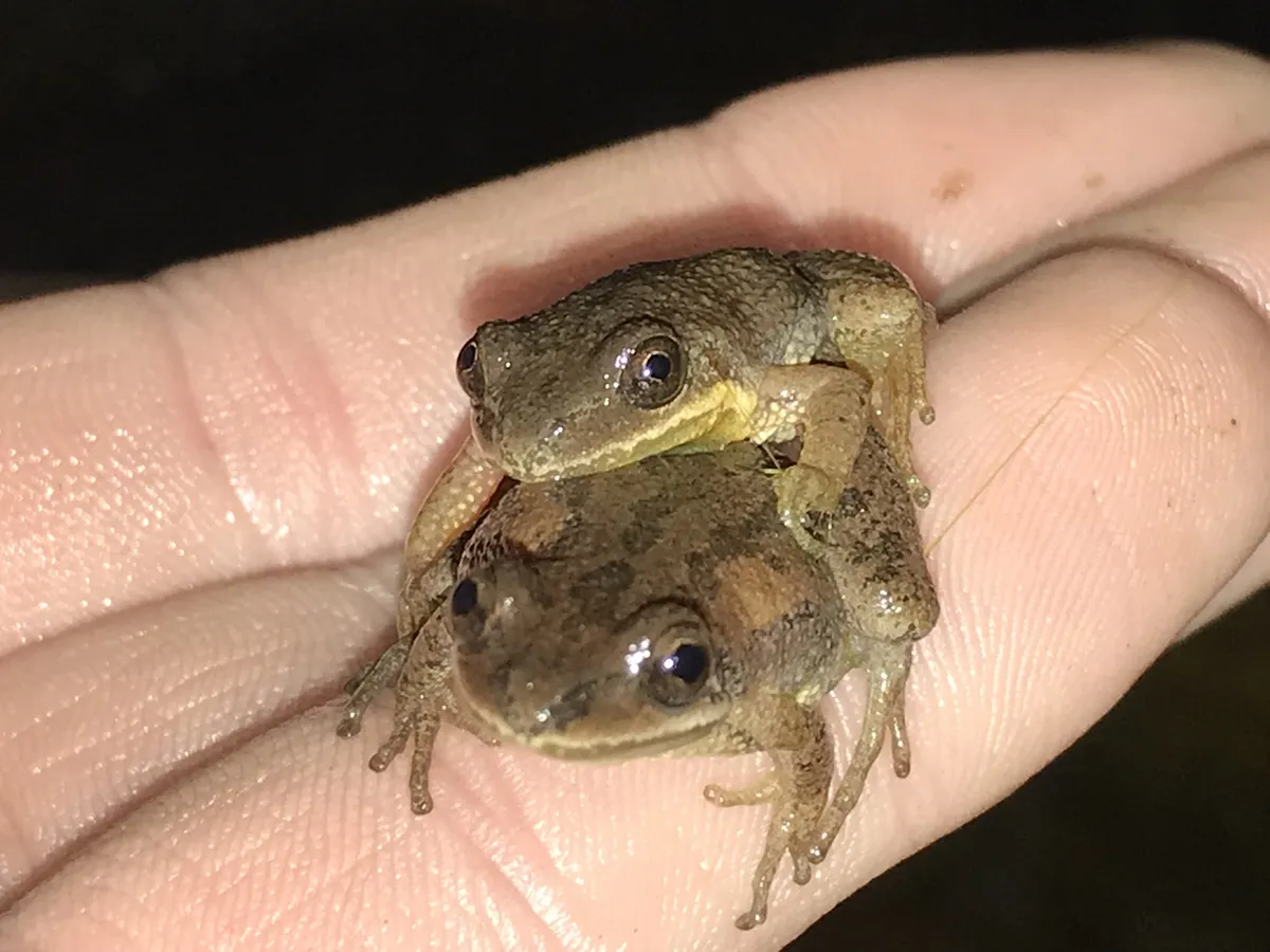 Rana Coro del Sureste