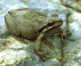 Pseudacris regilla