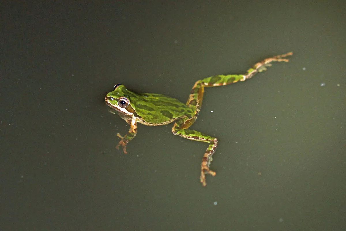Rana del coro del Pacífico