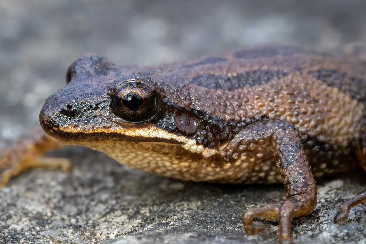 Rana Chorus Occidental