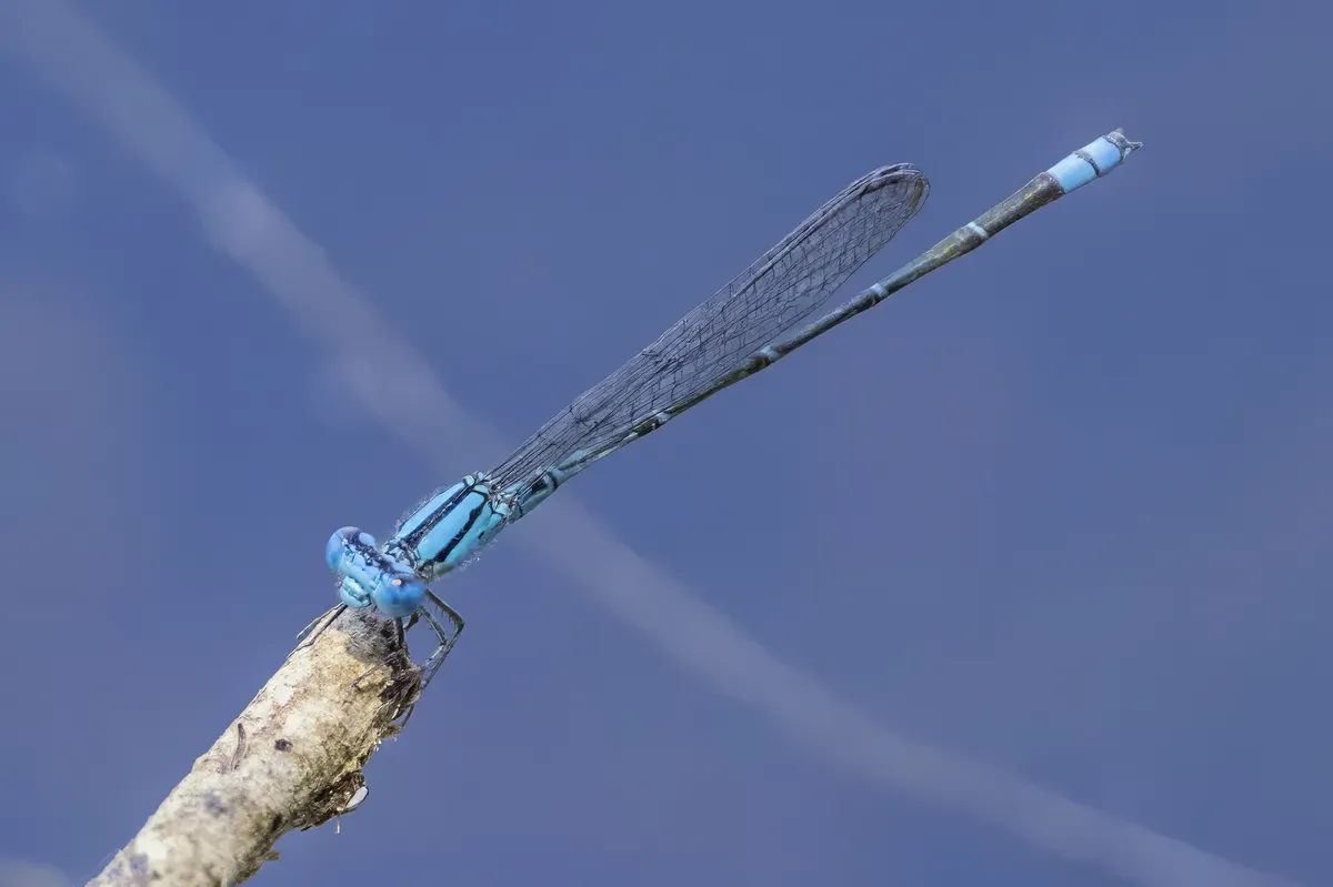 Pseudagrion microcephalum
