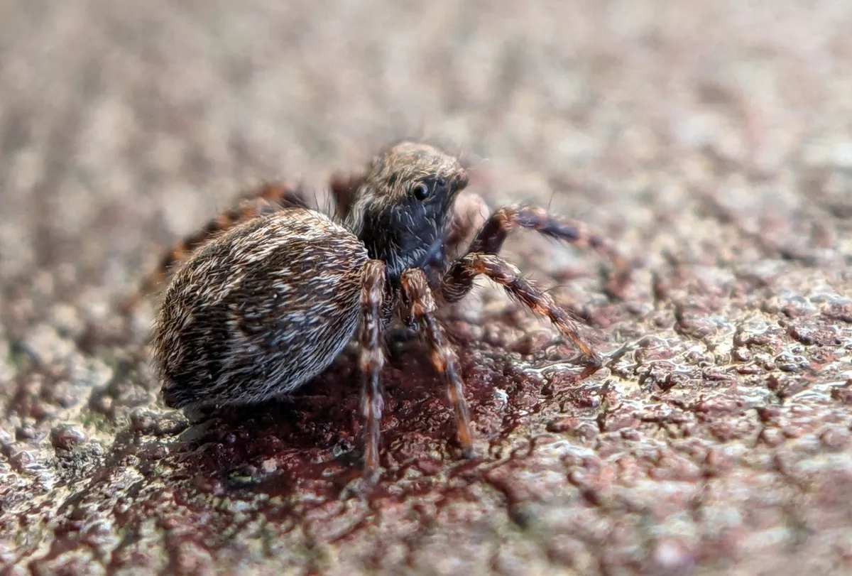 Pseudeuophrys lanigera