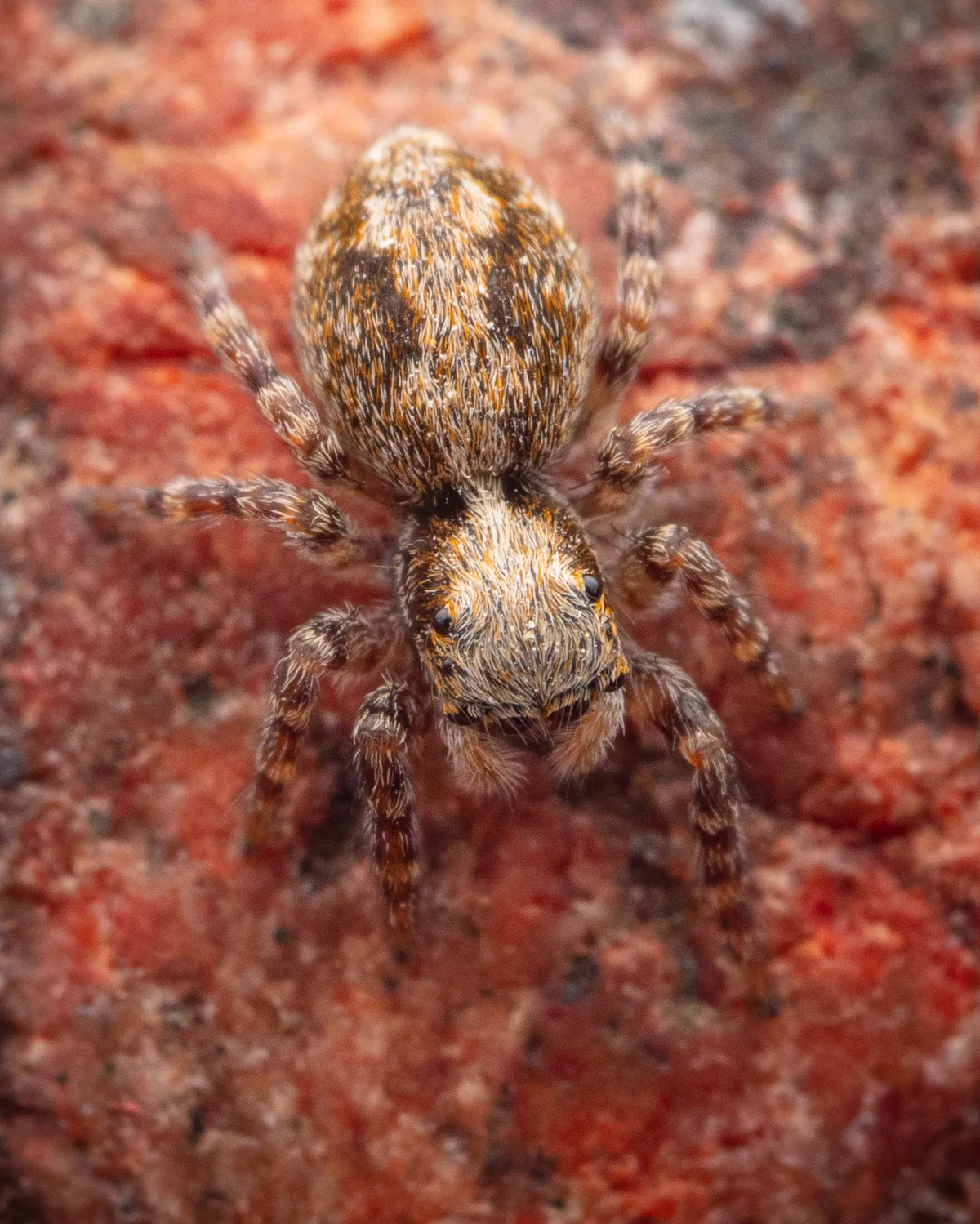 Araña Saltadora Peluda