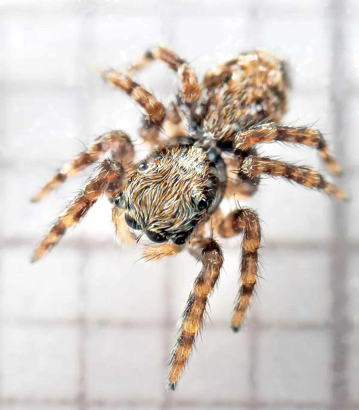 Araña Saltadora Peluda