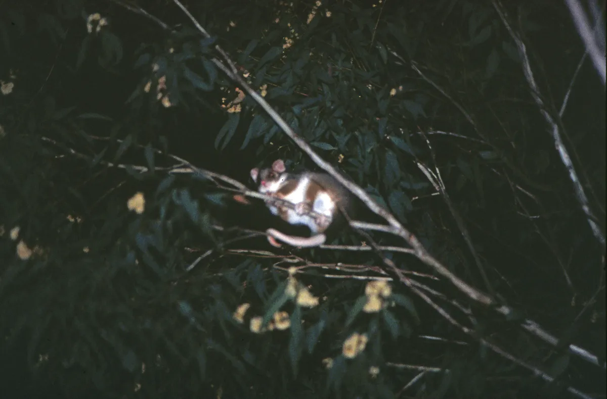 Cuscús Anillado Común